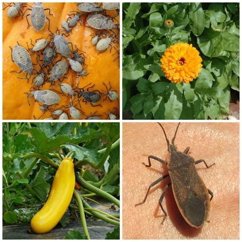 I have actually posted several questions about trying to control slugs etc. 10 Easy and Proven Ways to Control Squash Bugs for Pest ...