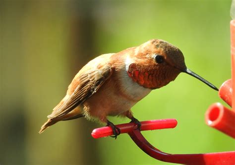 A Male Rufous Hummingbird Visited Our Garden For A Few Days