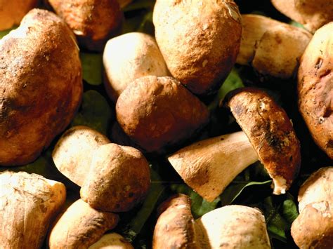 We did not find results for: Pilze selber züchten für zu Hause | Garten-Tipps | Garten