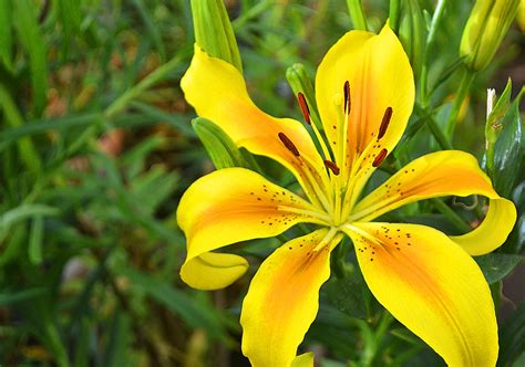 Lilies flower types and color. Symbolism of the Lily - The Flower That is a Part of ...