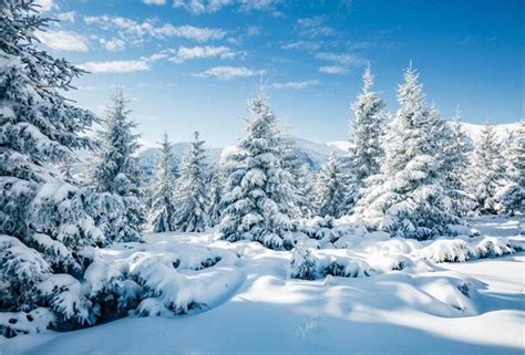 Aofoto 6x4ft Snowy Scenery Backdrop Forest Snow Tree