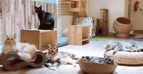 Cat Cafe In Singapore Bugis