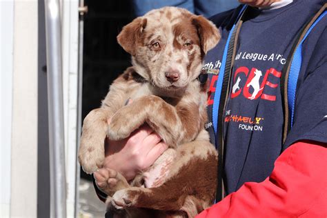 Mobile Rescue Team Arrives Safely With 61 Puppy Mill Survivors Puppy