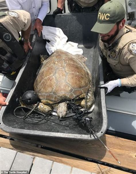 Endangered Green Sea Turtle Found Caught In Rope With 3ft Spear In Its Neck