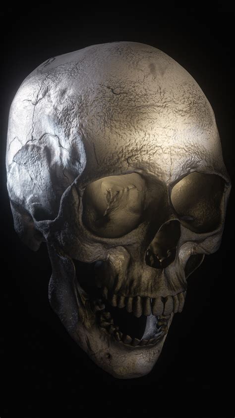Billelis 3D Skull Models - Human Pack on Behance