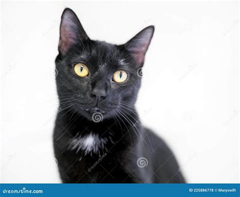 Un Gato Negro De Pelo Corto Con Una Mancha Blanca En El Pecho Foto De