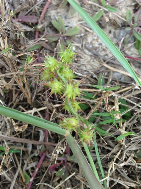 Maybe you would like to learn more about one of these? coastal sandbur (Plants, Algae, and Fungi of Hilton Head ...