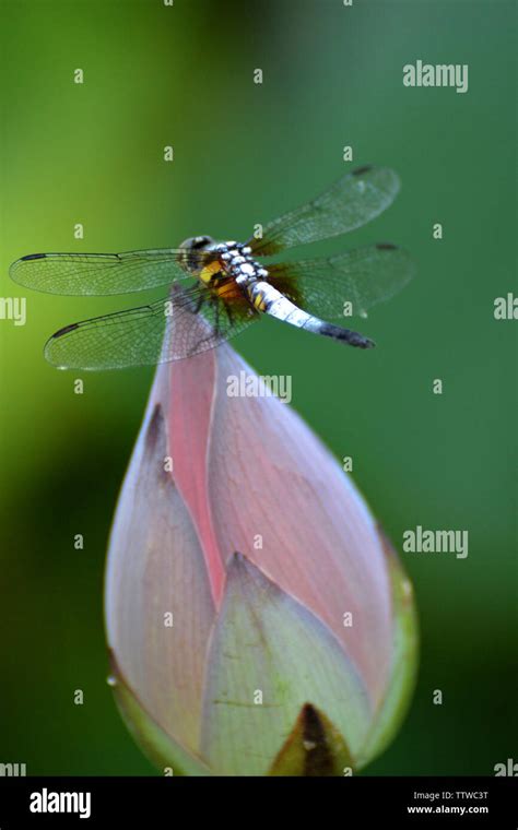 Dragonfly On The Lotus Stock Photo Alamy