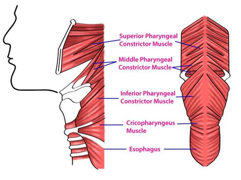 Figure Superior Middle And Inferior Pharyngeal Muscles And