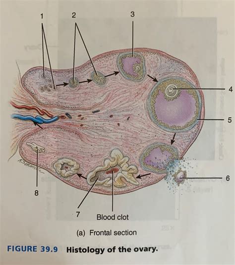399 Histology Of The Ovary Diagram Quizlet