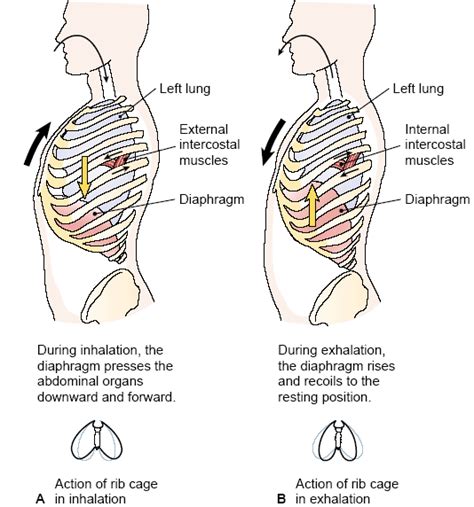 The thoracic cage (rib cage) is the skeletal framework of the thoracic wall, which encloses the thoracic cavity. amudu: Ventilatory System (Pulmonary Physiology)