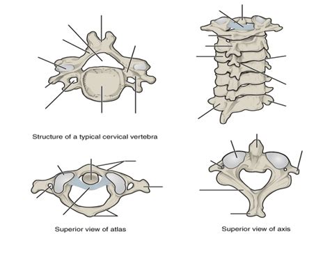 The forearm is the region of the upper limb that extends from the elbow to the wrist. Vertebrae Anatomy Quiz - Anatomy Diagram Book