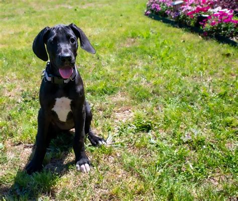 R And D Great Danes Great Dane Puppies For Sale Born On 01312020