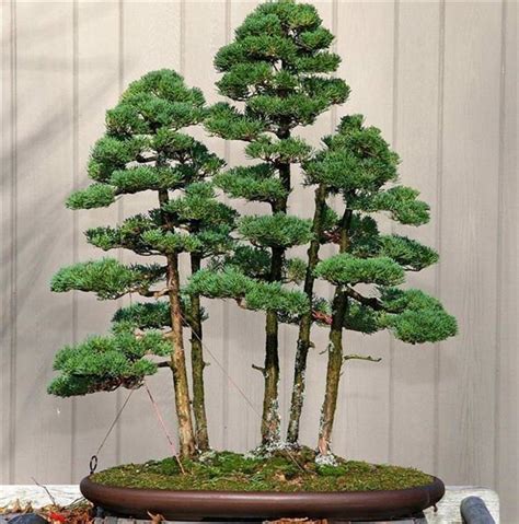 20 brilliant bonsai trees you have to see