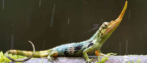 10 Amazingly Cool and Freaky Lizards - Lizard Types
