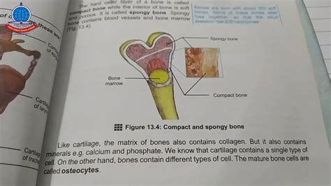 Biology K 10 Lecture#7 Chapter#13 Human Skeleton Pg 58 61 - YouTube