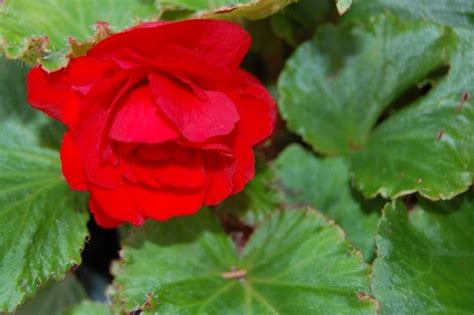 Many hybrids have been produced using it as a parent. Beautiful deep red Begonia is blooming in my garden. The ...