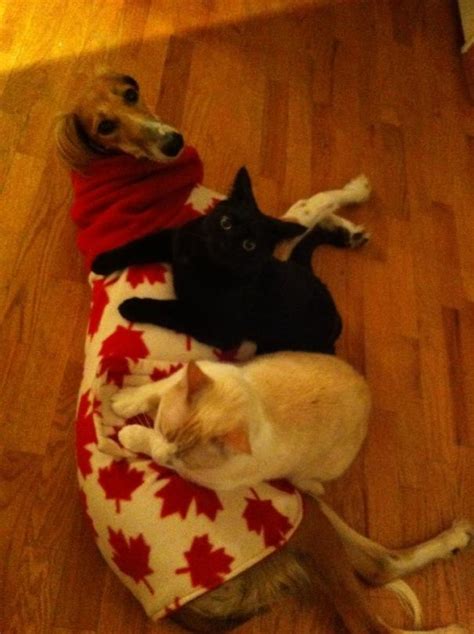80 Cats Who Use Dogs As Pillows Bored Panda