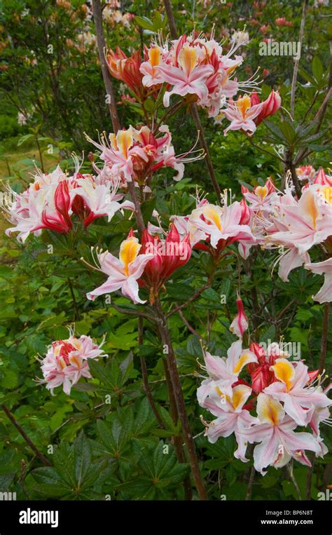Wild Azalea Flowers In Bloom In Spring At The Azalea State Natural