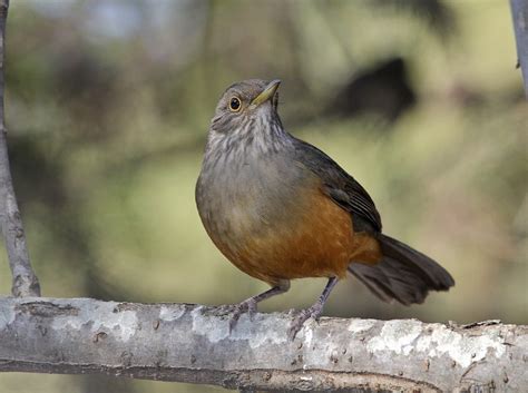 Zorzal Colorado Turdus Rufiventris Ecoregistros