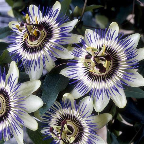 Passiflora Edulis Passiflora Caerulea Passion Flower Flower Seeds