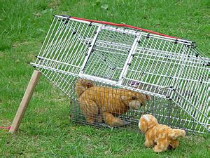 In this video i show you how to make a cat trap.if you looking for a cat trap homemade watch this video and you will see 5 easy diy cat trap using cardboard. Always Trap Feral Kittens, Don't Chase 'Em Down and Bag 'Em!