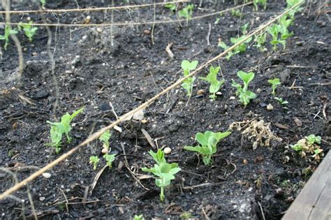 Bush varieties mature quickly and are easy to harvest, but generally less productive than plant sugar snap peas in the early spring, as soon as the soil is workable. Growing Sugar Snap Peas - Home Garden Joy