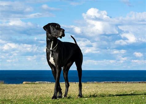 Gran Danés O Dogo Alemán Características Fotos Y Cuidados