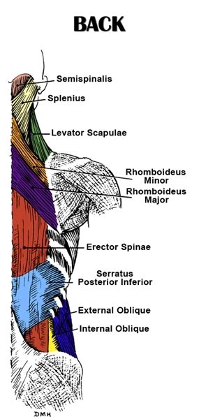 Back Anatomy | All About the Back Muscles
