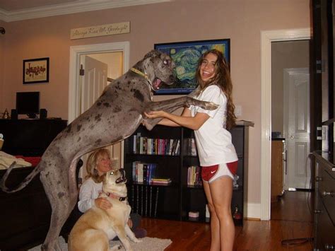 19 Dogs Who Are So Gigantic You Wont Believe They Are Real Very Big