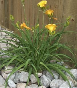 The flowers bloom for around six weeks each summer, attracting every bee, butterfly, and beneficial insect for miles around. Perennials for your garden - landscape ontario.com Green ...