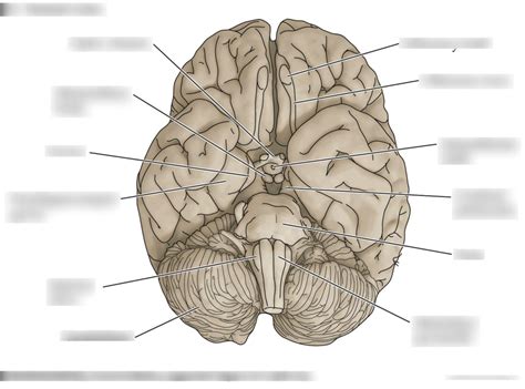 Ventral Brain Diagram Quizlet