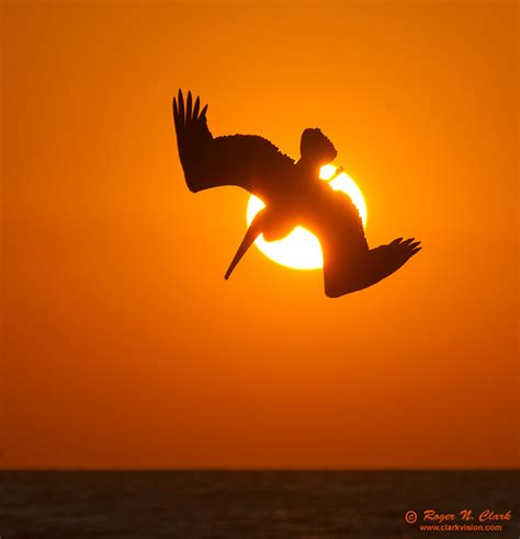 Clarkvision Photograph Pelican Sunset Dive The Right Place The