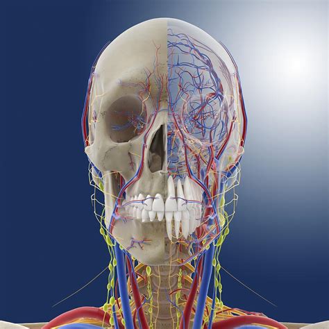 Head And Neck Anatomy Artwork Photograph By Science Photo Library