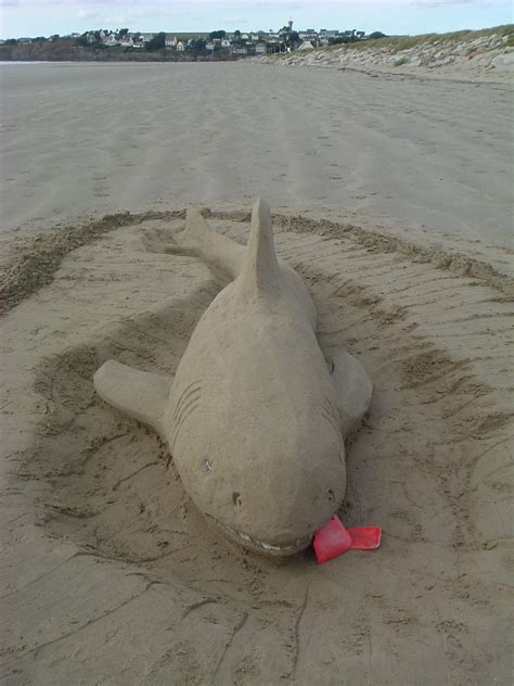 How To Make A Shark Btt Sand Sculpture Ann Foweraker