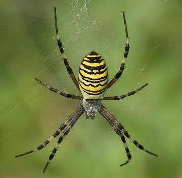 Check spelling or type a new query. gelb-schwarz gestreifte spinne mit roten Beinen (Tiere ...