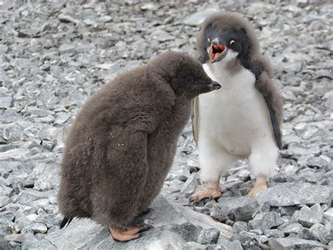 Pin On Penguins