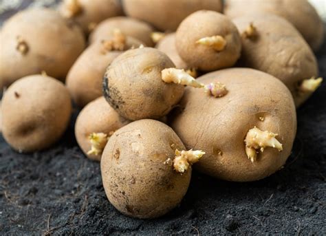 Chitting Potatoes Info How To Sprout Potato Seeds
