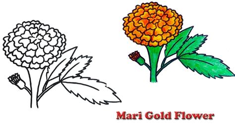 How to draw a realistic Marigold Flower easy and simple ... Help your child develop a love for flowers by planting his own backyard garden of.