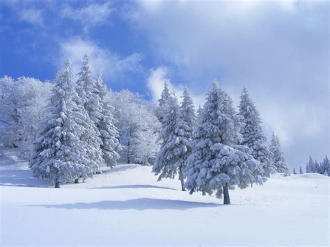 Bosque Del Invierno Con La Nieve Blanca Arboles Bosque Nevado Nieve