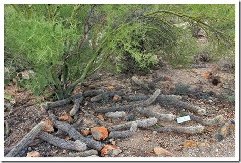 Saguaro cactus seek & find sonoran desert seek & find sonoran desert fact sheets. Cacti at the Arizona-Sonora Desert Museum