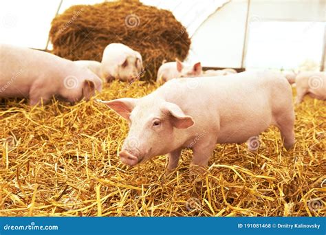 Piglet On Hay And Straw At Pig Breeding Farm Stock Photo Image Of