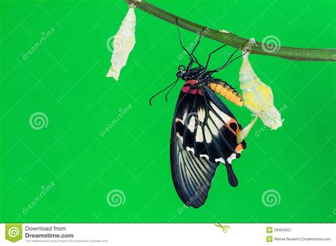 This is a collection of butterfly photos clicked across the world. Great Mormon (Papilio Memnon Agenor) Butterfly Stock Image ...