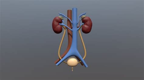 Urinary System 3d Models Sketchfab