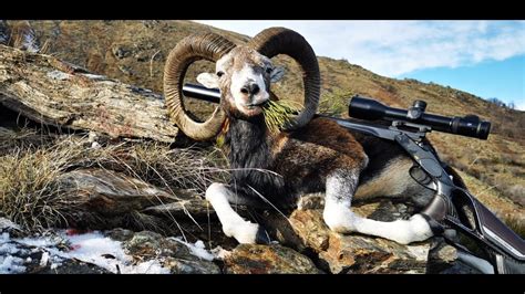Corsican Mouflon Hunting In France Ovis Aries Musimon Youtube