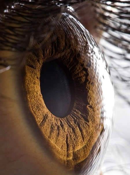 Your Beautiful Eyes Inside Human Eyes By Suren Manvelyan Eye