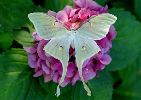 Quiz Whats Your Luna Moth Iq Forest Preserve District Of Will County