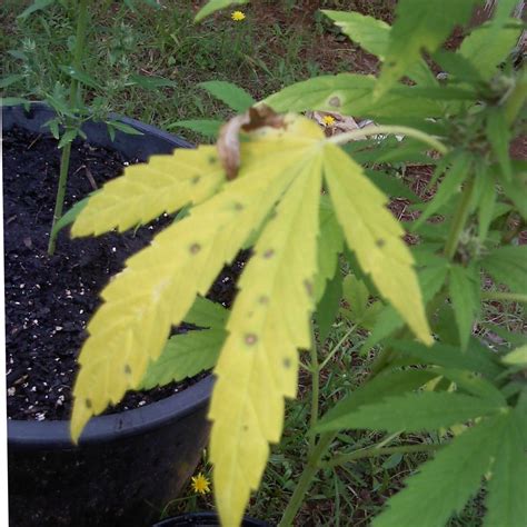 HELP Yellow Leaves Necrotic Spots Cannabis Cultivation