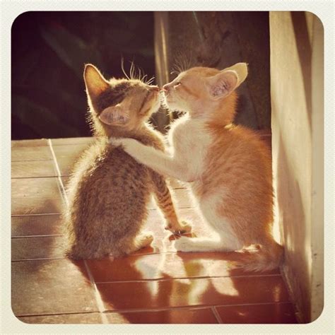 Kitten Kiss In Love Pretty Cats Cute Animals Kittens