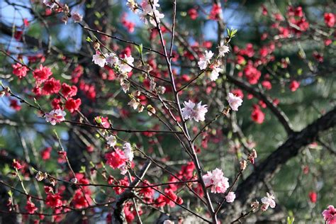 Flowering peach variety that is extremely different from all other flowering trees that we have. Southern Lagniappe: The Glory of a Peach Tree in Spring